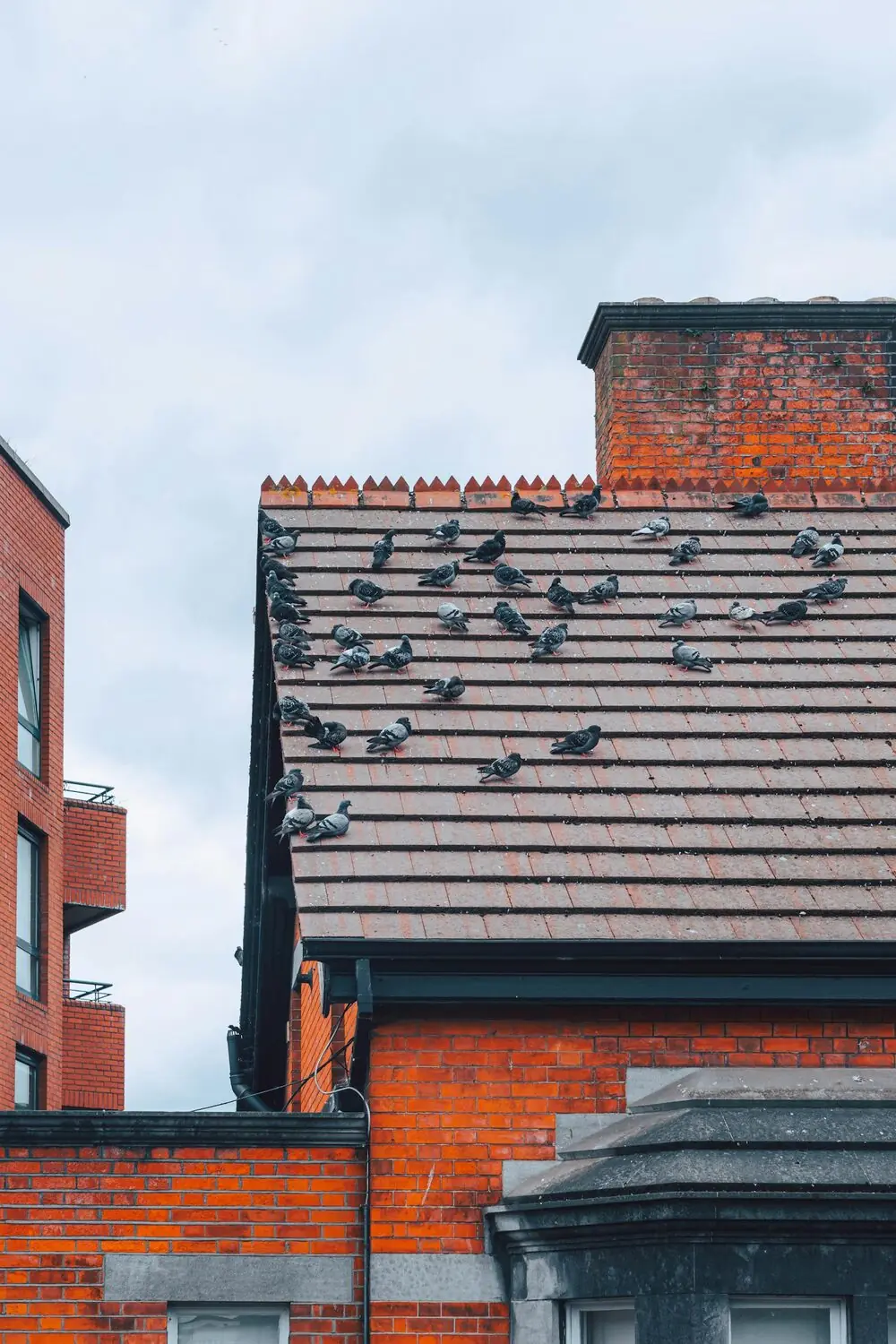 Antipalomas para placas solares en Madrid
